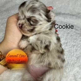 Chihuahua Puppies from Sunset Eves Chihuahuas