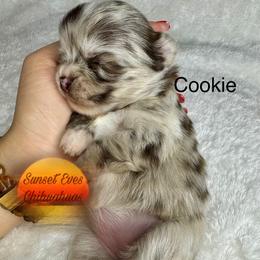 Chihuahua Puppies from Sunset Eves Chihuahuas