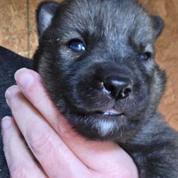 Girl 6 - Agouti and white female Siberian Husky puppy in Dover, Kentucky from Blevins Hill Top Huskies