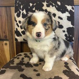 Blue Merle female 1 - Blue female Companion Cross puppy in Greenwood, South Carolina from JOY Farms