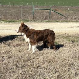 Rebel - Border Collie