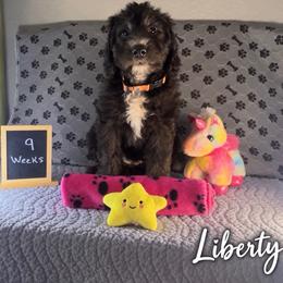 Liberty - Black and white female Sheepadoodle puppy in Glen Rose, Texas from Clevenger’s Sheepadoodle Fur Baby Farm
