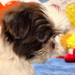 DAWSON - Liver and white male Shih Tzu puppy in Candler, North Carolina from Pup-Tzu WNC