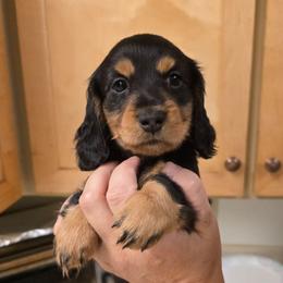 Charlie - Black and tan female Dachshund puppy in Willcox, Arizona from Tootsie's Tiny Toes