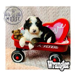 Wrangler - Tri-color male Bernedoodle puppy in Belleville, Michigan from Moose Tracks Bernedoodles