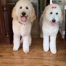 Goldendoodle Puppies from Rolling Acres Doodles and Poodles