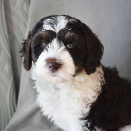 Australian Labradoodle Puppies from Frosty Hill Australian Labradoodles