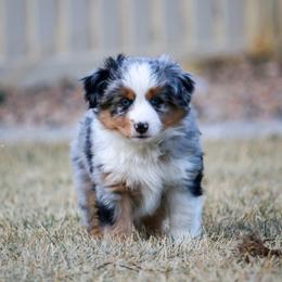Australian Shepherd Puppies from Painted Blue Aussies