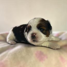 AKC-Andrea - Tricolor female Shih Tzu puppy in Mooresville, North Carolina from Juji Shih Tzu