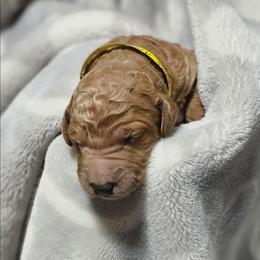 CUPCAKE - Apricot female Goldendoodle puppy in Harris County, Texas from Cute & Curly Doodles