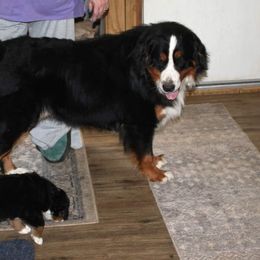 Bernese Mountain Dog Puppies from Baby Bear Bernese Kennel