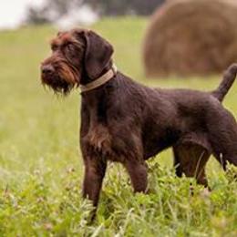 German Wirehaired Pointer and Pudelpointer All Grown Up from Ripsnorter Kennels