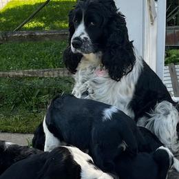Sprite - Cavalier King Charles Spaniel