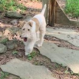 Dudah - White and tan Wire Fox Terrier puppy in Durham, North Carolina from Birchhurst NC Kennels