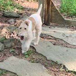 Dudah - White and tan Wire Fox Terrier puppy in Durham, North Carolina from Birchhurst NC Kennels
