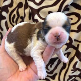 Akc - Gold and white male Shih Tzu puppy in Long Beach, California from Prieto Shih-Tzu's