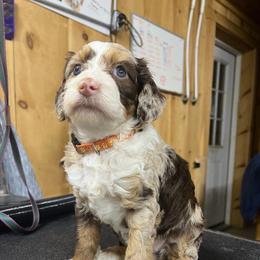 Chi Cha - Chocolate merle female Bernedoodle puppy in New Ringgold, Pennsylvania from Hawk Mountain Doodles