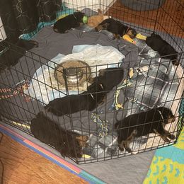 Rottweiler Puppies from BNB Rotts