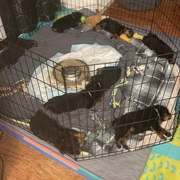 Rottweiler Puppies from BNB Rotts