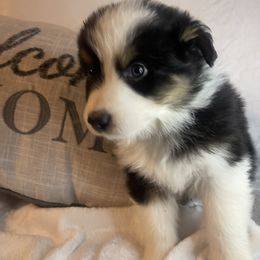 Australian Shepherd Puppies from Aussies Lunay