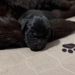 Light Purple - Black female Labrador Retriever puppy in Somerset, California from Cantina Labs and Cavs