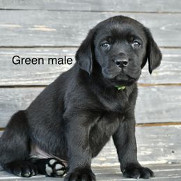 Green male - Black male Labrador Retriever puppy in Mississippi from Sure Shot English Labs