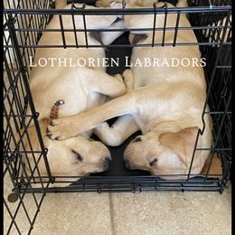 Labrador Retriever Puppies from Lothlorien Labradors