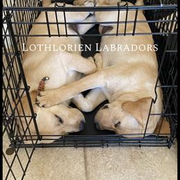 Labrador Retriever Puppies from Lothlorien Labradors