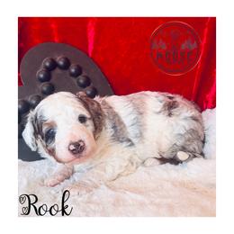 Rook - Merle male Bernedoodle puppy in Belleville, Michigan from Moose Tracks Bernedoodles