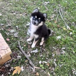 Skye - Black and white female Pomsky puppy in Conway, Arkansas from Prancing Pomskies