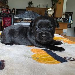 Moose - Black and tan male Yorkshire Terrier puppy in Lakeland, Florida from You Me & The Yorkies