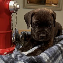 Boy 2 - Black brindle male Cane Corso puppy in Ocala, Florida from High Royal Kennel