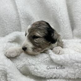 Green collar - Merle male Sheepadoodle puppy in Thornville, Ohio from Four Front Doodles & Friends