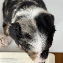 Miniature Australian Shepherd and Toy Australian Shepherd Puppies from Ollie's Aussies