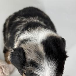 Miniature Australian Shepherd and Toy Australian Shepherd Puppies from Ollie's Aussies