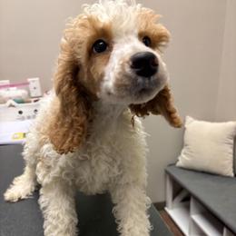 Gray boy - Parti male Poodle puppy in Nolensville, Tennessee from White Willow Poodles