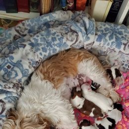 Shih Tzu Puppies from Furever Hometown Shih Tzu