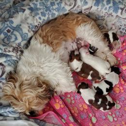 Shih Tzu Puppies from Furever Hometown Shih Tzu