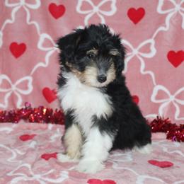 Candy - Black tri-color female Aussiedoodle puppy in Tuscola, Illinois from Dream on puppies