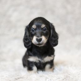 Dachshund Puppies from Sunshine Acres Dachshunds