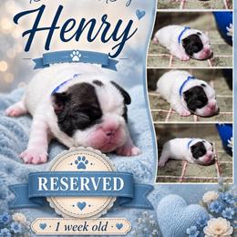 Henry - White and brindle male French Bulldog puppy in Polk City, Florida from Best Friend Frenchies, LLC