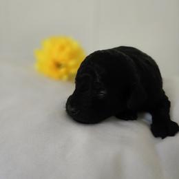 Kip - Black male Poodle puppy in Lucedale, Mississippi from Simply Poodle