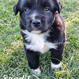 Bandit - Black & white male Miniature Australian Shepherd puppy in Muskogee, Oklahoma from Tagalong Lane Australian shepherds