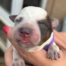 Purple - Red mottled female Australian Cattle Dog puppy in Chelsea, Oklahoma from CT Mini Heelers