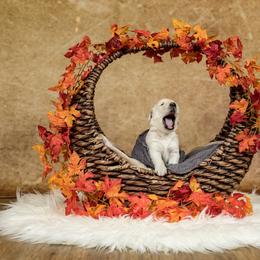 "Pete Mecozzi Photography session 11-25-2020" Golden Retriever Puppies from Golden Borealis