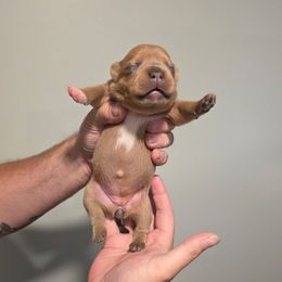 Boy 3 - male Staffordshire Bull Terrier puppy in Houston, Texas from Khaleesi Kennel
