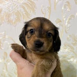 Ponyo - Cream female Dachshund puppy in Jonesboro, Illinois from Twin Hills Dachshunds