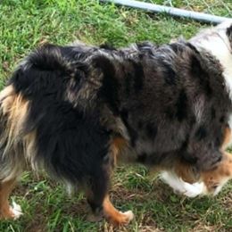 Daisy - Toy Australian Shepherd