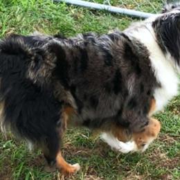 Daisy - Toy Australian Shepherd