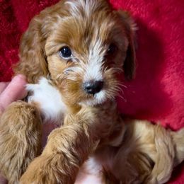 Zinnia - Red female Cavapoo puppy in Maple Grove, Minnesota from Honey Bit Kennels